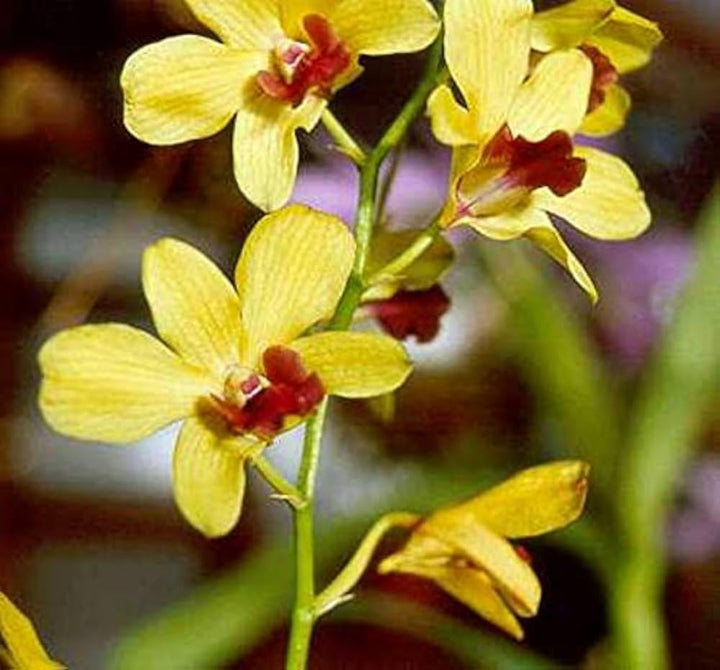 Light Yellow Dendrobium Flower Seeds for Planting – Exotic Orchid Blooms