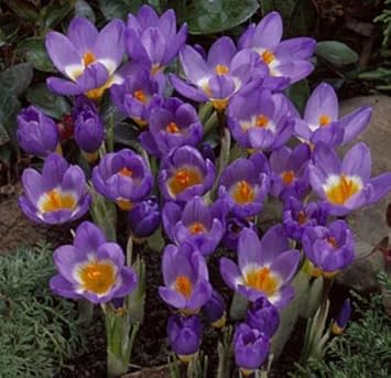 Flower Seeds, Seeds,Seeds For Planting,Plant Seeds