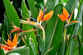 Flower Seeds, Seeds,Seeds For Planting,Plant Seeds
