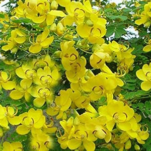 Flower Seeds, Seeds,Seeds For Planting,Plant Seeds