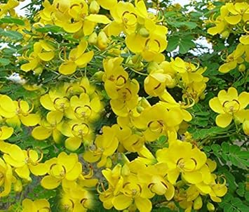 Flower Seeds, Seeds,Seeds For Planting,Plant Seeds