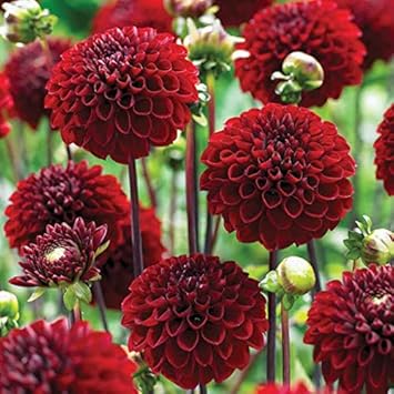 Flower Seeds, Seeds,Seeds For Planting,Plant Seeds