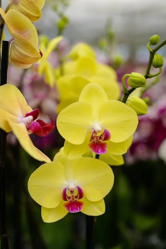 Yellow Orchid Formaldehyde Flower Seeds for Planting – Heirloom Non-GMO, High Germination Organic Garden Seeds