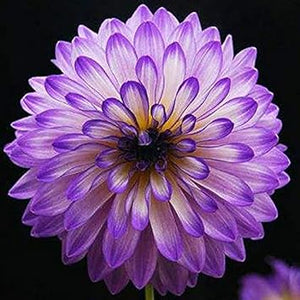 Flower Seeds, Seeds,Seeds For Planting,Plant Seeds