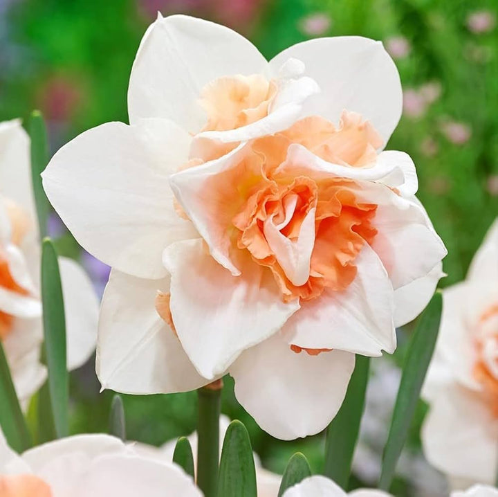 White Orange Double Petal Pink Daffodils Seeds for Planting – Easy to Grow, Heirloom, Non-GMO, High Germination Organic Garden Seeds