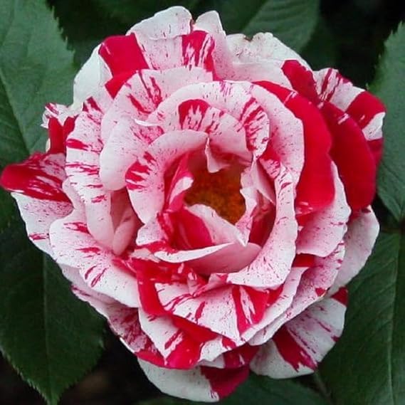 Geranium Flower Seeds for Planting Dark Pink – Seasonal Bloomer, Heirloom & Non-GMO, High Germination Organic Garden Seeds