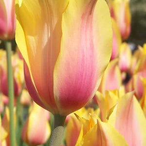 Flower Seeds, Seeds,Seeds For Planting,Plant Seeds
