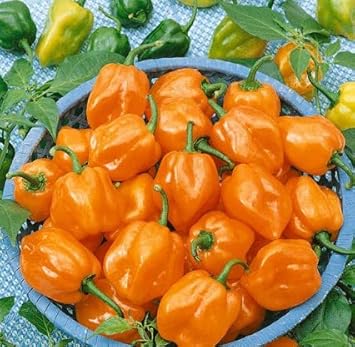 Vegetable Seeds,Garden seeds, Seeds For Planting,Plant Seeds
