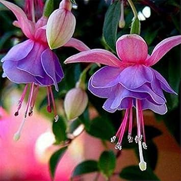 Flower Seeds, Seeds,Seeds For Planting,Plant Seeds