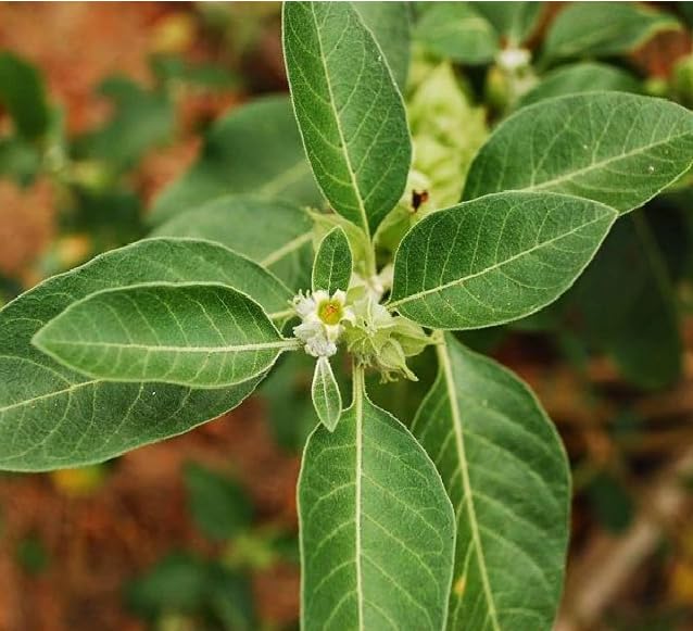 Ashwagandha Herb Seeds – Heirloom, Non-GMO Sun-Loving Seeds for Garden Planting