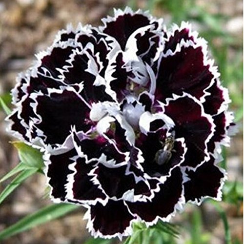 Black White Carnation Flower Seeds for Planting | Heirloom Non-GMO Seeds for Home Garden