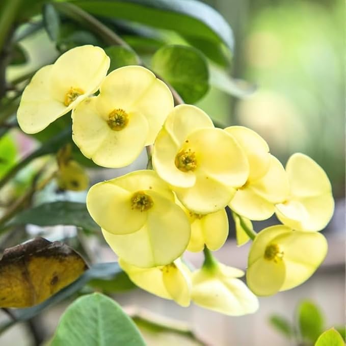 Flower Seeds, Seeds,Seeds For Planting,Plant Seeds