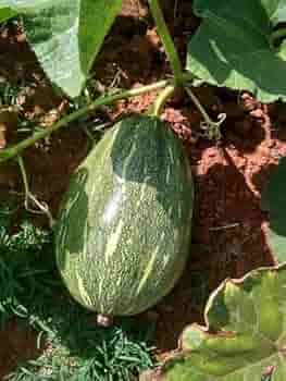 Green Calabazilla Vegetable Seeds for Planting – Heirloom & Non-GMO Desert Gourd Seeds for Ornamental Gardens