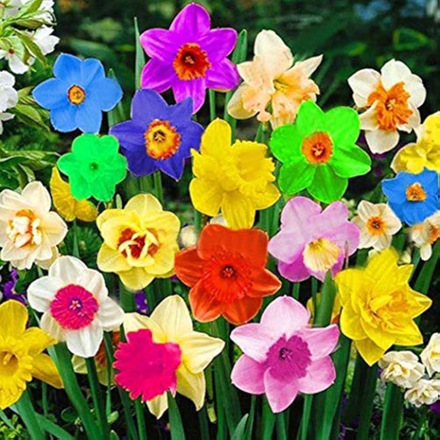 Rainbow Daffodils Seeds Flower Seeds for Planting – Heirloom, Non-GMO, High Germination Organic Garden Seeds