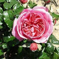 Rosa Damascena Flower Seeds for Planting – Heirloom, Non-GMO, High Germination Garden Seeds