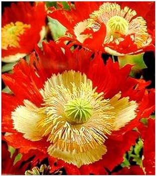 Flower Seeds, Seeds,Seeds For Planting,Plant Seeds