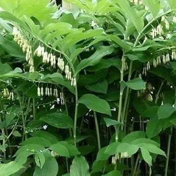 Herb Seeds,Garden seeds, Seeds For Planting,Plant Seeds