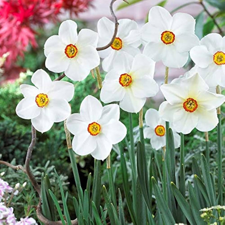 White Green Narcissus Flower Seeds for Planting - Easy to Grow, Heirloom & Non-GMO Organic Garden Seeds