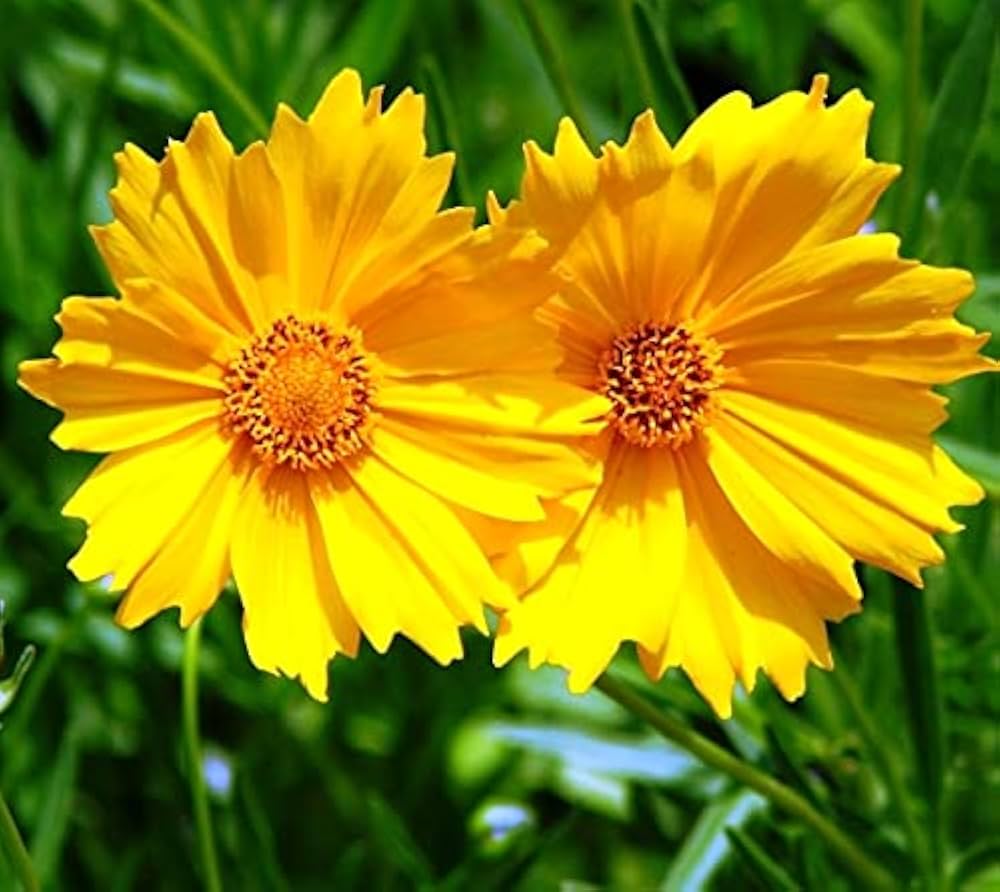 Tickseed Flower Seeds for Planting – Premium Heirloom, Non-GMO, High Germination Organic Garden Seeds