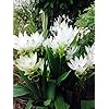 Green Alismatifolia Flower Seeds for Planting - Heirloom, Non-GMO, Organic Garden Seeds, High Germination Variety
