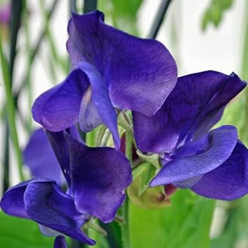 Flower Seeds, Seeds,Seeds For Planting,Plant Seeds