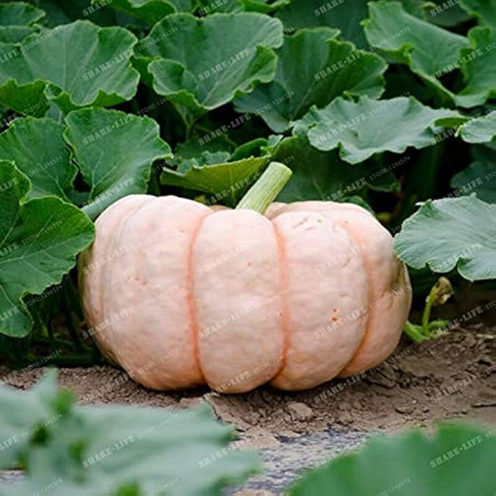 Pink Pumpkin Vegetable Seeds for Planting – Heirloom & Non-GMO Seeds for Rare Sweet Autumn Harvest