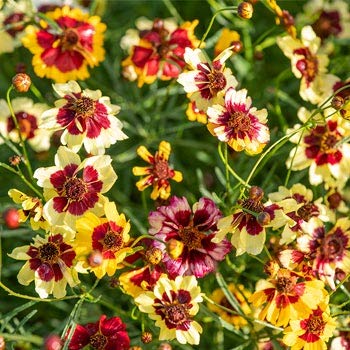 Coreopsis Rosea Flower seeds for Planting - Shade Tolerant, Heirloom & GMO Free Seeds for Home Garden