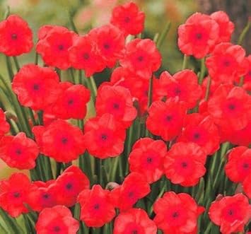 Flower Seeds, Seeds,Seeds For Planting,Plant Seeds