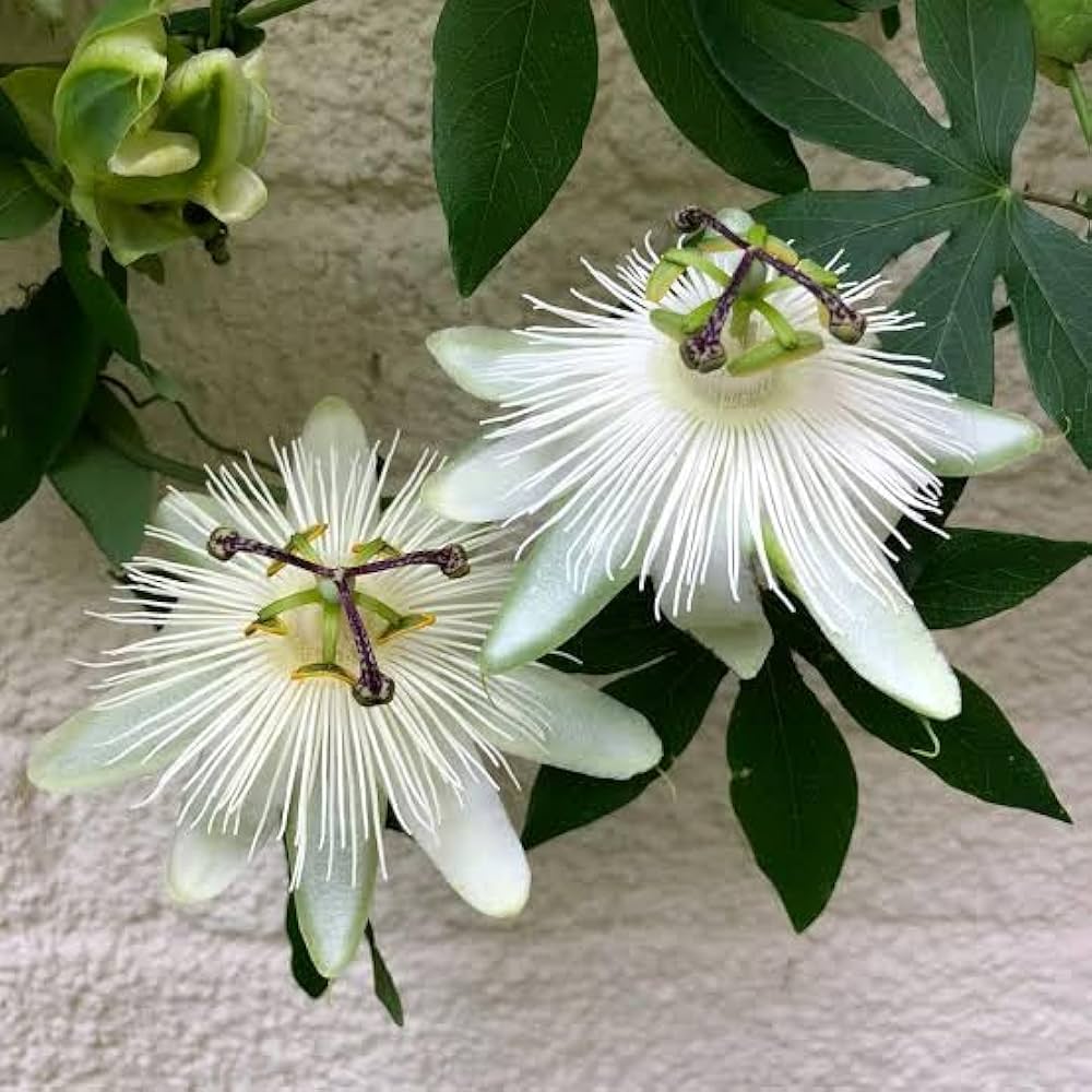 White Passiflora Incarnata Flower Seeds for Planting – Heirloom, Non-GMO, High Germination