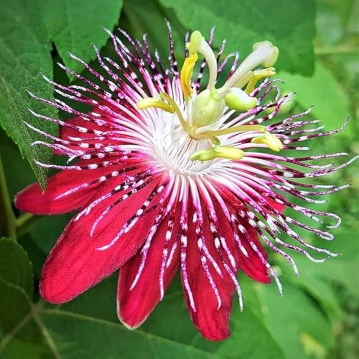 Red Passion Flower Seeds for Planting – Low Maintenance Heirloom Non-GMO Organic Garden Seeds