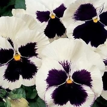 Flower Seeds, Seeds,Seeds For Planting,Plant Seeds