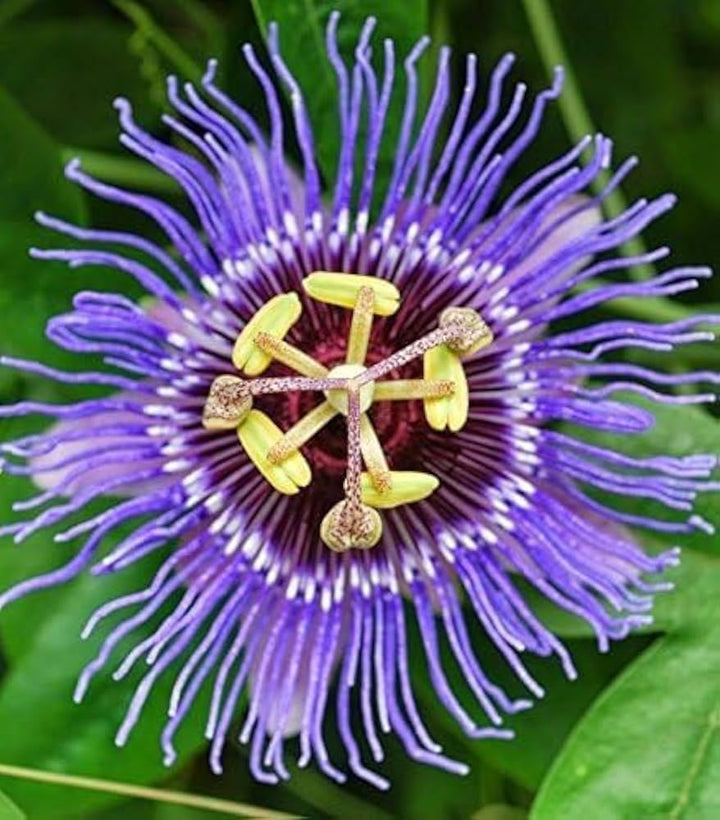 Violet Passion Flower Seeds for Planting – Heirloom, Non-GMO, High Germination Organic Garden Seeds