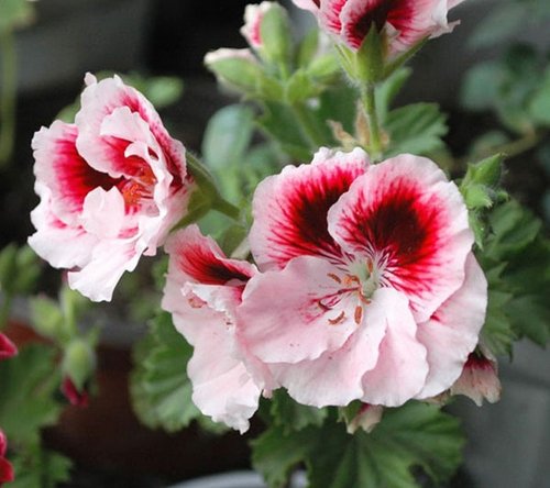 White Red Univalve Geranium Flower Seeds for Planting – Heirloom Non-GMO High Germination Organic Garden Seeds