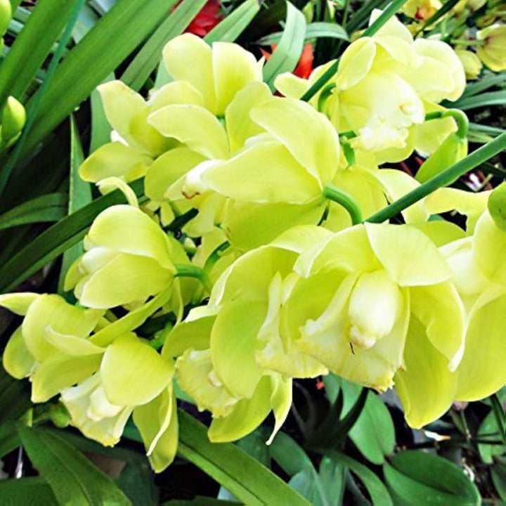 Flower Seeds, Seeds,Seeds For Planting,Plant Seeds
