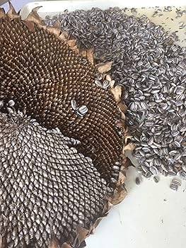 Gray Mongolian SunFlower Seeds for Planting – Easy to Grow, Heirloom, Non-GMO, High Germination Organic Garden Seeds