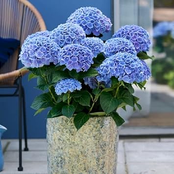 Hydrangea Flower Seeds for Planting – Heirloom, Non-GMO, High Germination Compact Garden Seeds