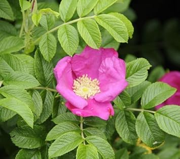 Pink Rugosa Flower Seeds – Heirloom, Non-GMO, Bright Blooms