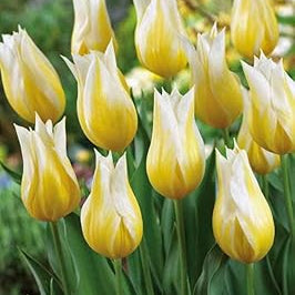 Flower Seeds, Seeds,Seeds For Planting,Plant Seeds