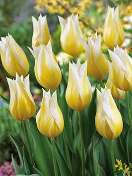 Flower Seeds, Seeds,Seeds For Planting,Plant Seeds