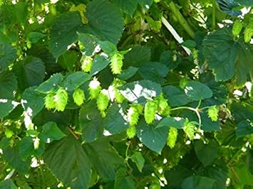 Flower Seeds, Seeds,Seeds For Planting,Plant Seeds