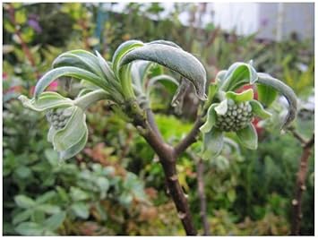 Flower Seeds, Seeds,Seeds For Planting,Plant Seeds