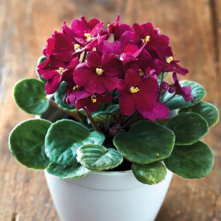 Dark Red Mini Violet Flower Seeds for Planting – Heirloom, Non-GMO, Low Maintenance Garden Seeds