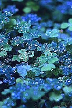 Flower Seeds, Seeds,Seeds For Planting,Plant Seeds