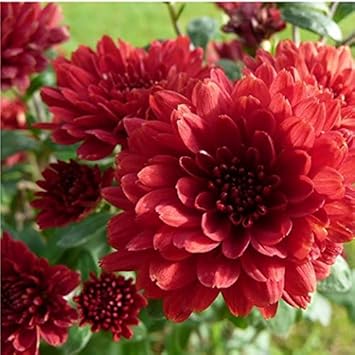 Flower Seeds, Seeds,Seeds For Planting,Plant Seeds