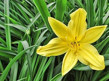 Flower Seeds, Seeds,Seeds For Planting,Plant Seeds