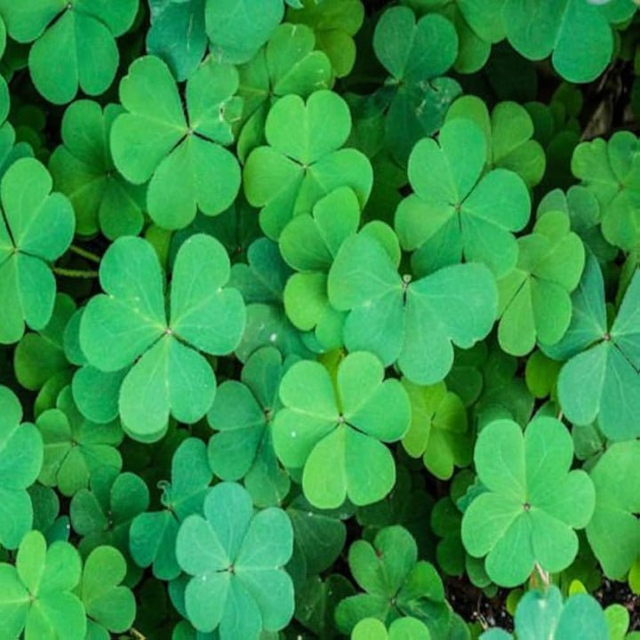 Army Green Four Leaf Clover Seeds for Planting – Heirloom, Non-GMO, Long Bloom Season, High Germination