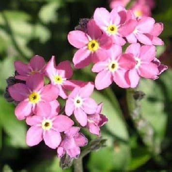 Pink Myosotis Sylvatica Flower Seeds for Planting – Heirloom, Non-GMO, High Germination Garden Seeds