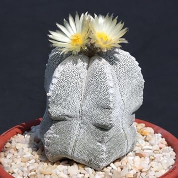 Astrophytum Flower Seeds for Planting – Heirloom, Non-GMO & High Germination Cactus Seeds
