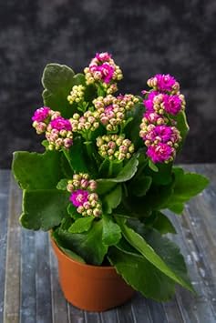 Purple Kalanchoe Flower Seeds for Planting – Long Bloom Season, Heirloom, Non-GMO, High Germination Organic Garden Seeds