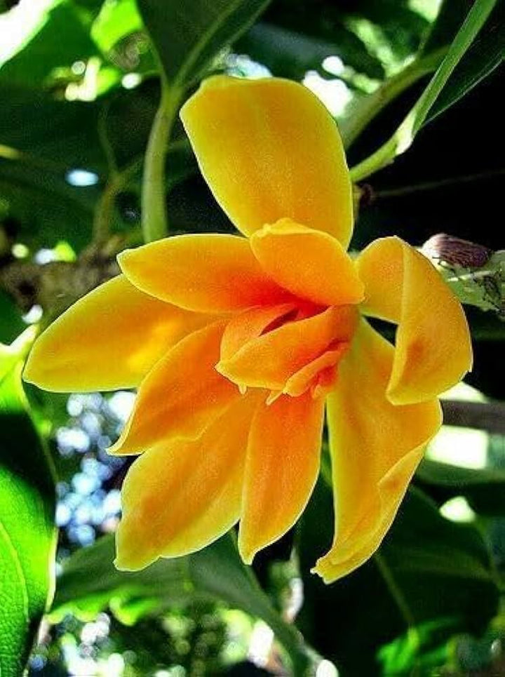 Cream Michelia Flower Seeds for Planting – Fragrant Blooming Garden Plant